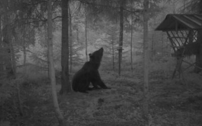“Karu – aasta loom 2022” rajakaamera fotokonkurssi võitjad selgunud!