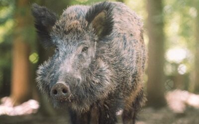 Metssigade lisasöötmise keelu kehtestamine sigade Aafrika katku leviku ohu vähendamiseks